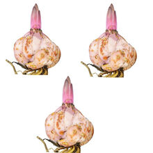 香水百合花种子室内外百合花种球带芽盆栽花卉鲜花1颗2颗3颗20颗 3颗随机颜色+盆+土+肥