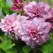 沭之美 铁线莲 大花重瓣铁线莲种根 爬藤植物盆栽铁线莲种根花卉室内阳台庭院攀爬奇趣植物 柏特丽夏 裸根
