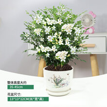 九里香盆栽室内植物花卉七里香树苗千里眼盆景绿植z8 三年桩 素雅陶瓷盆 含盆