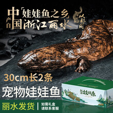 从都园娃娃鱼鲜活食用娃娃鱼活体生鲜养殖大鲵鱼鲜活水产大鲵浙江丽水产淡水鱼2-22斤 宠物娃娃鱼30厘米长(6条）