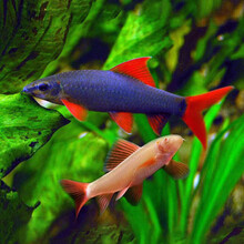 易萌 小型鱼清道夫淡水鲨鼠鱼彩虹鲨吃鱼便垃圾除澡热带冷水鱼活体 彩虹鲨鱼6-7cm 8只