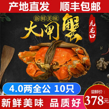 【活蟹】现货九龙口大闸蟹鲜活美味特大生态红膏全规格螃蟹春节过年送礼10只礼盒装 精选款 满膏精品：全公4.0 10只