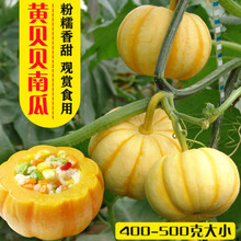 绿贝贝迷你小南瓜种子 高产日本板栗南瓜种孑 小南瓜四季蔬菜种籽 黄贝贝 6粒装