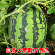 黎昕  羊角蜜甜瓜种籽苗羊角脆香瓜甜瓜种子孑香甜高产春季四季阳台农家 凯撒大帝懒汉西瓜种孑(30粒)