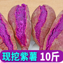 山东紫薯新鲜10斤地瓜农家现挖软糯板栗山芋红紫心 10斤 中果