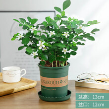 林居金禾 九里香 四季开花  办公室内阳台客厅庭院含加仑盆多次结果 丛生苗 加仑盆  含盆