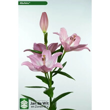 纳格兰东方香水百合种球0T浓香型多年生易活盆栽花卉 香水百合-钻石’3球装 (无香) 10-12CM