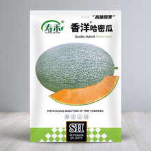 寿禾 哈密瓜种子甜瓜种籽水果网纹瓜香瓜黄橙肉 香洋哈密瓜种子30粒/袋*2包组合装