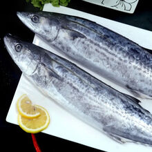 【顺丰速运】国产海鲜大鲅鱼冷冻鲅鱼新鲜马鲛鱼海鲜水产鲜活冷冻批发 花约朵娜 5斤鲅鱼5-6条【商家推选】