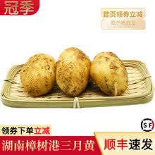 顺丰速发 正宗樟树港农家自种三月黄土豆现挖新鲜蔬菜土豆湖南特产马铃薯5斤装10 4斤装