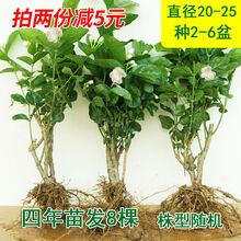重瓣茉莉花盆栽花苗室内花卉观花植物四季好养带花苞四季常开绿植 4年苗【8棵】