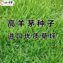 两小千岁 草籽草坪种子四季青庭院耐旱耐踩黑麦草狗牙根草子种护坡绿化种子 蓝标高羊茅 净籽1斤 1斤