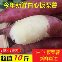今年新鲜白心红薯地瓜山芋农家沙栗番薯5/10斤香糯粉面 白心5斤