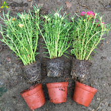 倾晨 重瓣太阳花苗盆栽混色四季开花耐晒耐热植物室外阳台庭院带根花苞 9色混(45-50枝)带根带培养盆+花肥 不含盆