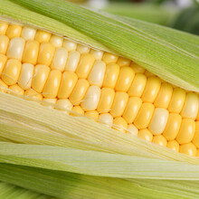 云南特产水果玉米现摘新鲜甜脆甜玉米棒甜脆爆浆嫩 水果玉米5斤