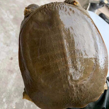 鲜美惊 外塘放养外塘生态甲鱼活体青黄王八鱼老鳖甲鱼活体食用王八包活 6只共9斤老鳖送礼佳品