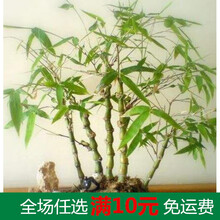 爬藤假山草种子 造盆景珍珠草种子 吸水石专用草籽上水石植物水生 小玉竹15粒+肥