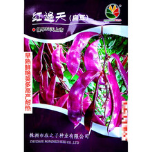 农之子红遍天扁豆种子早熟鲜艳荚多高产耐热农家春秋播种精选种 农之子红遍天原装10克x10袋