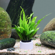 丹麦细叶铁皇冠草中后景草懒人水草鹿角铁带底座水草活体 迷你铁1杯（高7-10cm）加底座