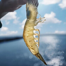 海头湾大虾图片