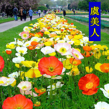 蝶沾花 多年生耐寒宿根花卉种子冰岛虞美人花籽花种子四季种易活虞美人种子混色耐荫阳台庭院公园绿化花草 冰岛虞美人 2千粒