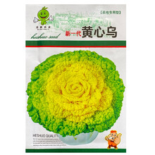 昂启 蔬菜种子农家辣椒豆角番茄黄瓜盆栽西红柿韭菜香菜四季菜种籽孑大全 黄心菜