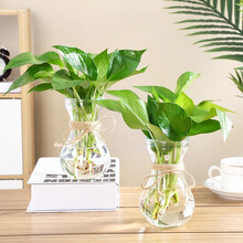 春枝韵 绿萝小盆栽大绿箩室内花卉植物吊兰水培观花绿植绿罗 小蛮腰塑料花盆+麻绳+绿萝8株