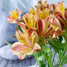 儒蝶鲜花 云南鲜花批发水仙百合家庭插花节日赠花 橙红色水仙百合10支/扎