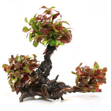 鱼缸水族箱造景水榕沉木活体水草淡水无土植物后景宫廷真水草绿菊 泰国水剑陀草