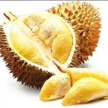 楠花绿坊榴莲树苗南北方种植猫山王金枕头嫁接泰国榴莲苗当年结果 伊娜5年苗买二送一 81cm(含)-110cm(含)