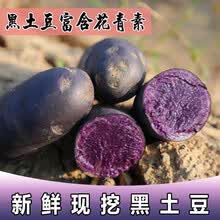 黑土豆  甘肃临夏黑土豆新鲜紫土豆洋芋紫色马铃薯含花青素非白土豆 五斤中大果 黑土豆五斤装(单果2两以下)