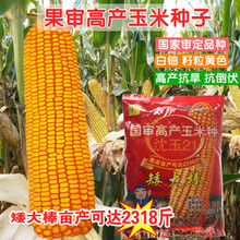 大田种植杂交玉米种子基地 高产大穗抗病国审玉米郑丹958玉米杂交 沈玉21/4400粒