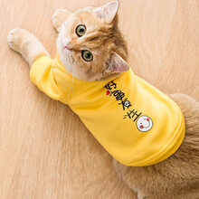 可爱小猫猫咪布偶衣服英短猫蓝猫夏季幼猫宠物春秋薄款防掉毛春装wj S（建议体重3-5斤）