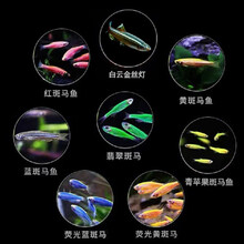 豆乐奇 斑马鱼 淡水鱼 观赏鱼 小型鱼 热带鱼 蓝莓斑马蝶翼斑马 灯科鱼 群游鱼 好养易活 新手鱼 八色套餐A（图上每种各1条）