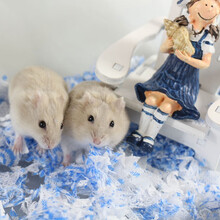 仓鼠活物小仓鼠幼崽活体情侣一对仓鼠宝宝金丝熊活的仓鼠幼崽 1只奶茶(温顺不咬人)