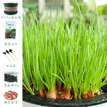 寿禾 四季红葱头种子火葱四川红葱干葱头种红皮葱花冬季蔬菜莱种孑疏菜家庭阳台种植春季播种菜籽种籽 红葱头矮胖蔬菜盆盆栽套餐 含1斤葱头