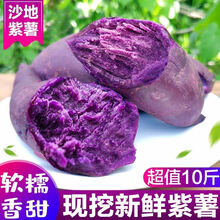 山东沙地小紫薯新鲜批发代餐番薯地瓜农家软糯板栗心薯 10斤大果