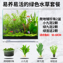 疯狂水草水草活体套餐鱼缸造景水草草缸造景套餐 易活易养绿草景 50-60cm