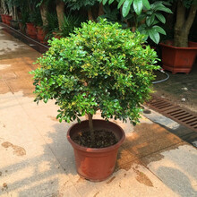 米兰花盆栽苗绿植四季常青净化空气芳香浓郁庭院室外阳台绿植花卉米兰花瓶九里香家庭米兰盆栽花苗 多分枝20-25公分(2颗四季开花) 不含盆