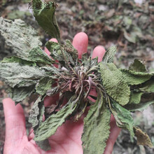 20年新鲜蛤蟆草晒干整棵晒干荔枝草癞蛤蟆草雪见草中草 干蛤蟆草250g
