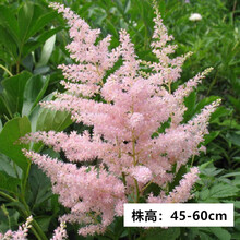 【左家花园】现货 落新妇种球 裸根苗 多年生球根花苗种子阳台花卉耐阴盆栽植 欧洲粉 6-8个芽 其他