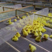 其六塑料网漏粪网养殖网养鸡网小鸡脚垫网养鹅养鸭网阳台防护网 0.8cm孔1.5m宽1m长