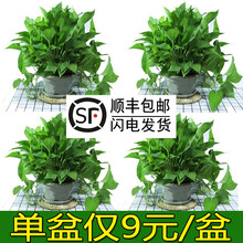 室内花草 价格 图片 品牌 怎么样 京东商城