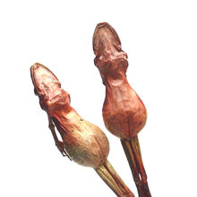 【正宗雪蛤干】整支东北长白山雪蛤油蛤蟆干林蛙干雪蛤膏雪蛤线油 足20克1支【百里挑一】