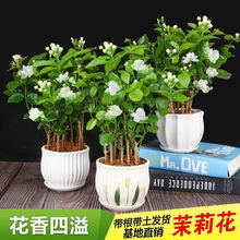 转角花坊 大盆茉莉花盆栽带花苞发货室内花卉植物四季开花不断绿植植物盆栽 G中盆茉莉4-5棵【花期爆满】 不含盆