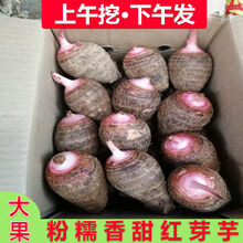 广西荔浦红芽香芋新鲜芋头现挖现发毛芋艿魔芋蔬菜山芋5斤 5斤(大果)