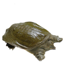 现杀外塘甲鱼源生态活体王八真空包装鲜活杀好食用开袋即煮 2.8斤现杀真空包装