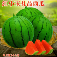 纳格兰红小玉礼品西瓜种子礼品西瓜绿皮红肉高产甜早熟家科院田园 红小玉西瓜约20粒(原厂彩包)