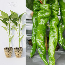 寿禾辣椒苗子大全长尖椒小米椒蔬菜苗寿光秧苗带土盆栽阳台菜苗子 螺丝椒苗12棵