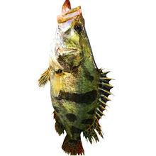 匠心说 淡水桂鱼正宗鳜鱼鳌花鱼桂花鱼淡水鱼新鲜活鱼下单现杀 一条装 2.5斤左右一条